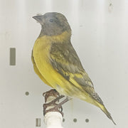 Pastel Black-Hooded Siskin - New York Bird Supply