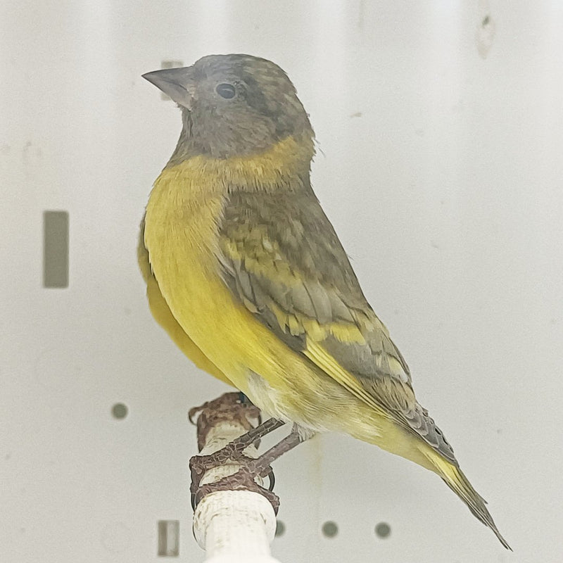 Pastel Black-Hooded Siskin - New York Bird Supply