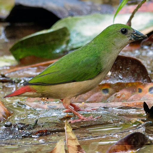 Pin-tailed Parrotfinch Pair - New York Bird Supply