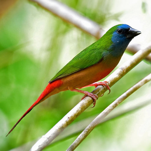 Pin-tailed Parrotfinch Pair - New York Bird Supply