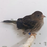 Pine Siskin Hybrid - New York Bird Supply