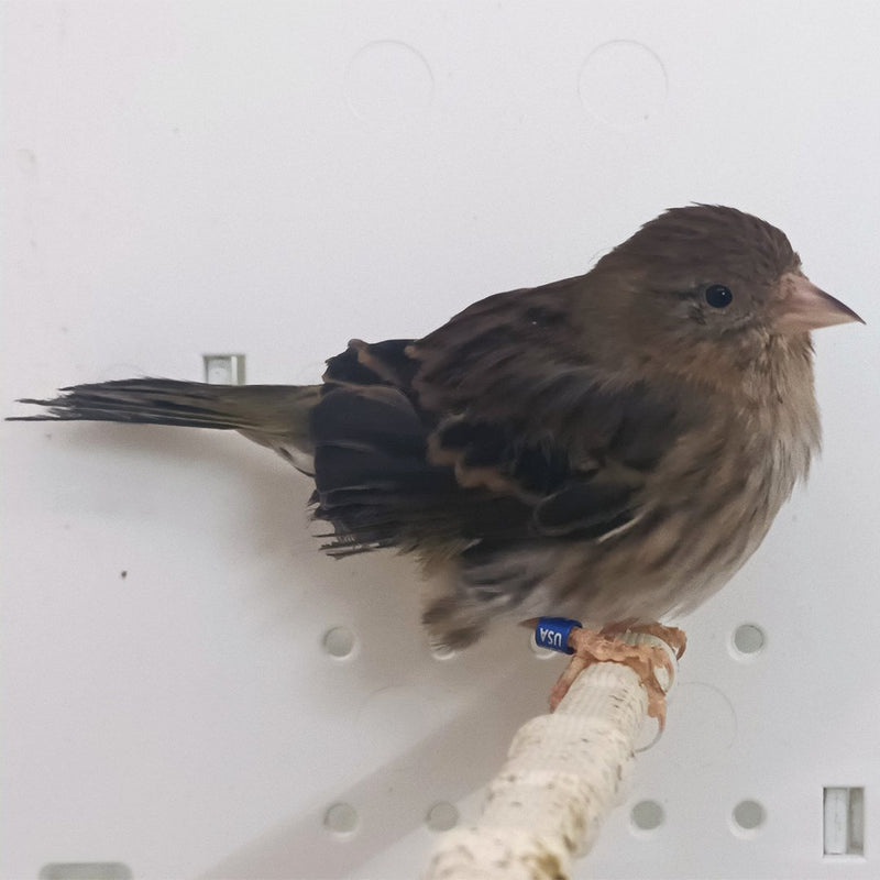 Pine Siskin Hybrid - New York Bird Supply