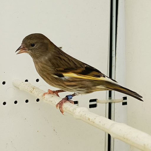 Pine Siskin Hybrid - New York Bird Supply