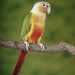 Pineapple Green-Cheeked Conure - Handfed - New York Bird Supply