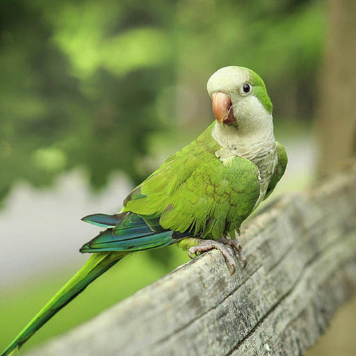 Quaker Parrot - New York Bird Supply
