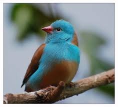 Red-Cheeked Cordon-Bleu - New York Bird Supply