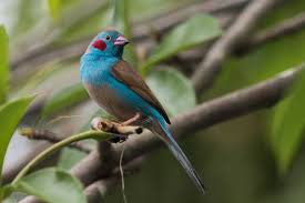 Red-Cheeked Cordon-Bleu - New York Bird Supply
