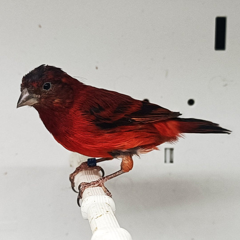Red Siskin x Canary Hybrid - New York Bird Supply