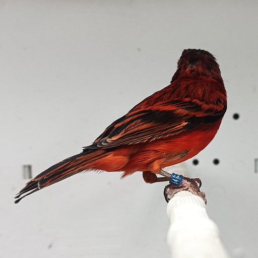 Red Siskin x Canary Hybrid - New York Bird Supply
