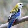 Rosella Pale Headed Mealy Blue Cheeked - New York Bird Supply