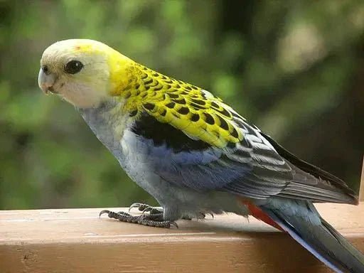 Rosella Pale Headed Mealy Blue Cheeked - New York Bird Supply