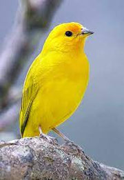 Saffron Finch - New York Bird Supply