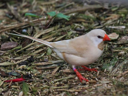 Shaft Tail Cinnamon - New York Bird Supply