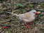 Shaft Tail Cinnamon - New York Bird Supply