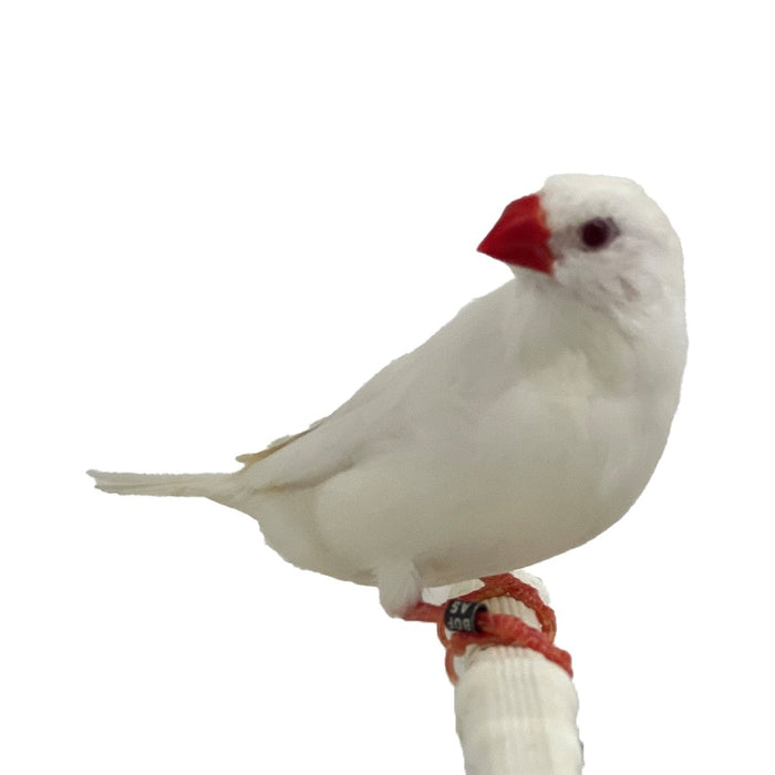 Shaftail Finch White - New York Bird Supply