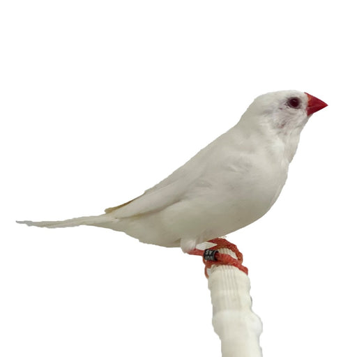 Shaftail Finch White - New York Bird Supply