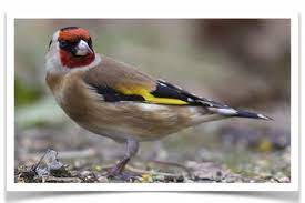 Siberian Goldfinch - New York Bird Supply