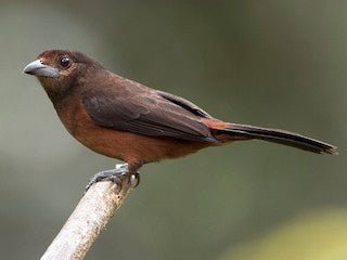 Silver-beaked Tanager - New York Bird Supply