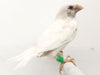 Society Finch White - New York Bird Supply