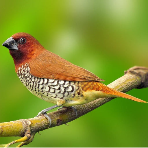 Spice Finch - New York Bird Supply