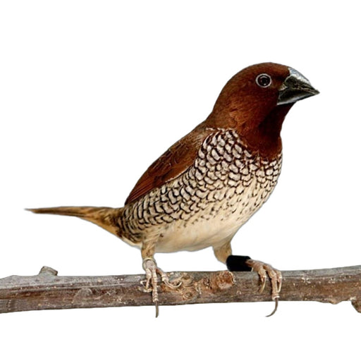 Spice Finch - New York Bird Supply