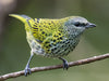 Spotted Tanager - New York Bird Supply