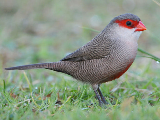 St Helena Waxbill Finch - New York Bird Supply