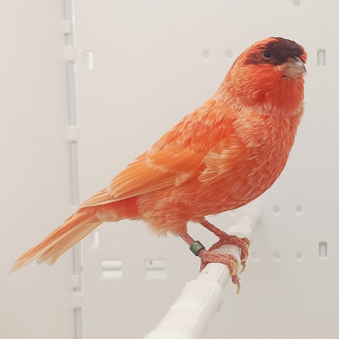 Stafford Canary — New York Bird Supply
