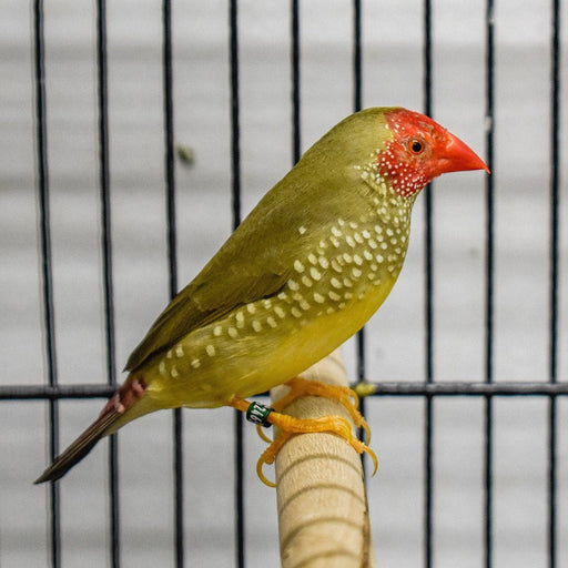 Star Finch - New York Bird Supply