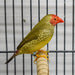 Star Finch - New York Bird Supply