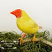 Star Finch - Red Head Yellow Body - New York Bird Supply