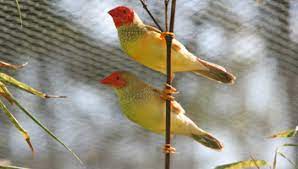Star Finch - Red Head Yellow Body - New York Bird Supply