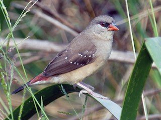 Strawberry Finch - New York Bird Supply