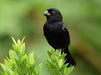 Variable Seedeater - New York Bird Supply