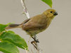 Variable Seedeater - New York Bird Supply