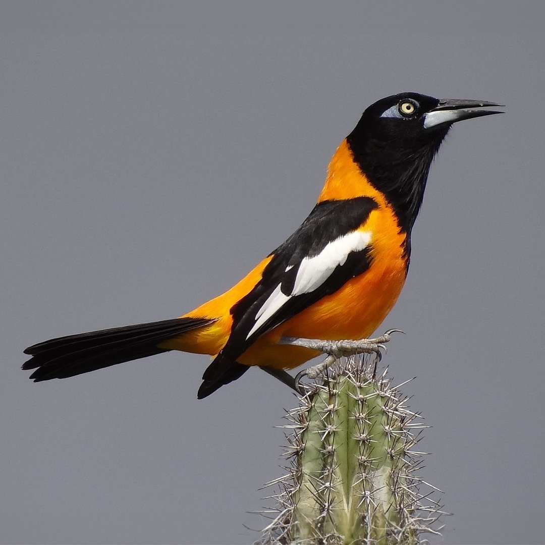 Venezuelan Troupial — New York Bird Supply