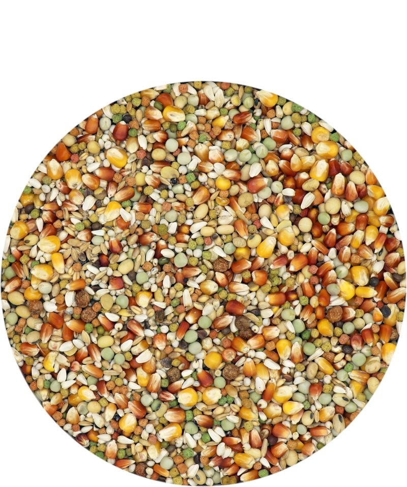 Versele-Laga Champion I.C. Plus - New York Bird Supply