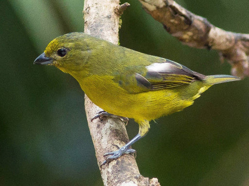 Violaceous Euphonia - New York Bird Supply