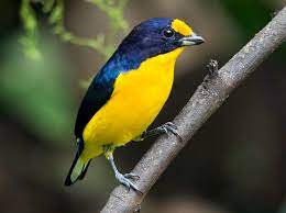 Violaceous Euphonia - New York Bird Supply