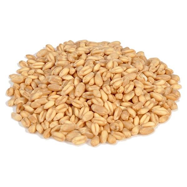 Wheat - New York Bird Supply