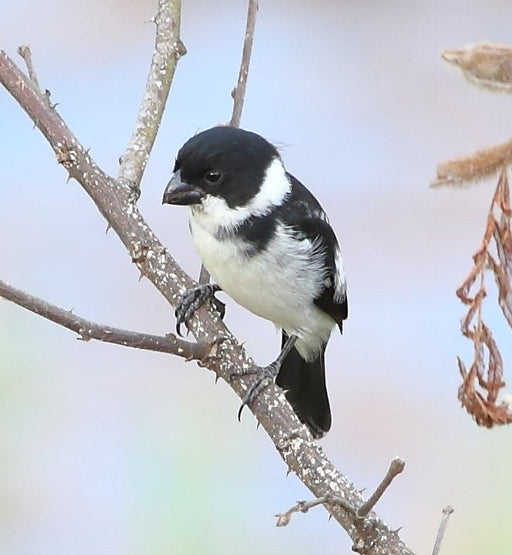 Wing-barred Seedeater - New York Bird Supply