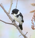 Wing-barred Seedeater - New York Bird Supply