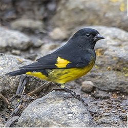 Yellow-Bellied Siskin - New York Bird Supply