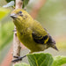 Yellow-Bellied Siskin - New York Bird Supply