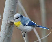 Yellow-Breasted Tit - New York Bird Supply