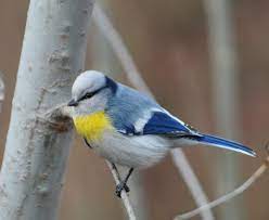 Yellow-Breasted Tit - New York Bird Supply