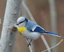 Yellow-Breasted Tit - New York Bird Supply