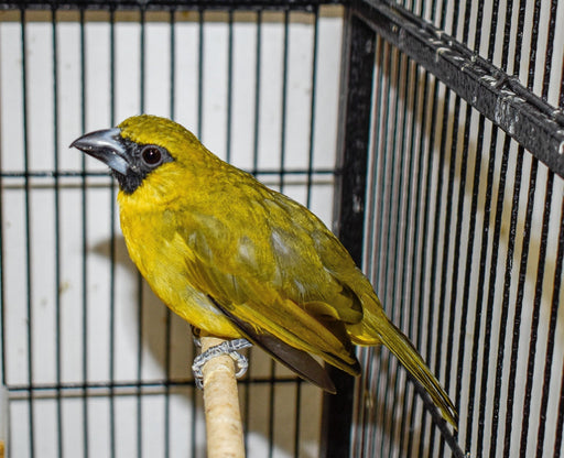 Yellow Green Grosbeak Finch - New York Bird Supply