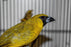 Yellow Green Grosbeak Finch - New York Bird Supply