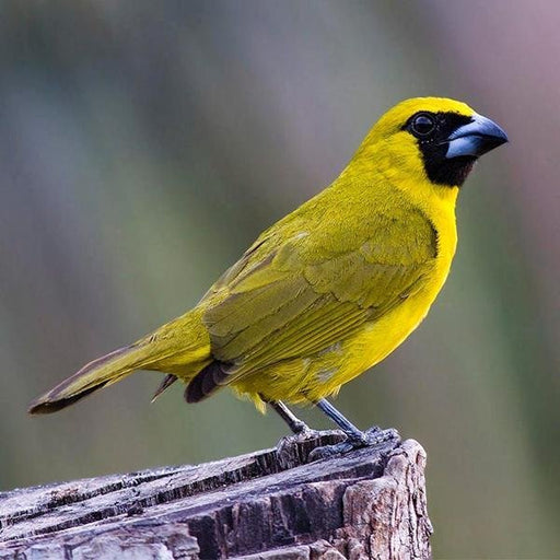 Yellow Green Grosbeak Finch - New York Bird Supply